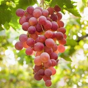 انگور عسگری